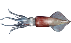 A Longfish Inshore Squid