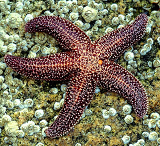 A sea star rests on a barnacle-covered rock.
