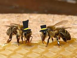 The Bees of the Week as noted in the email sent out by Nathalie Gullo ’22.