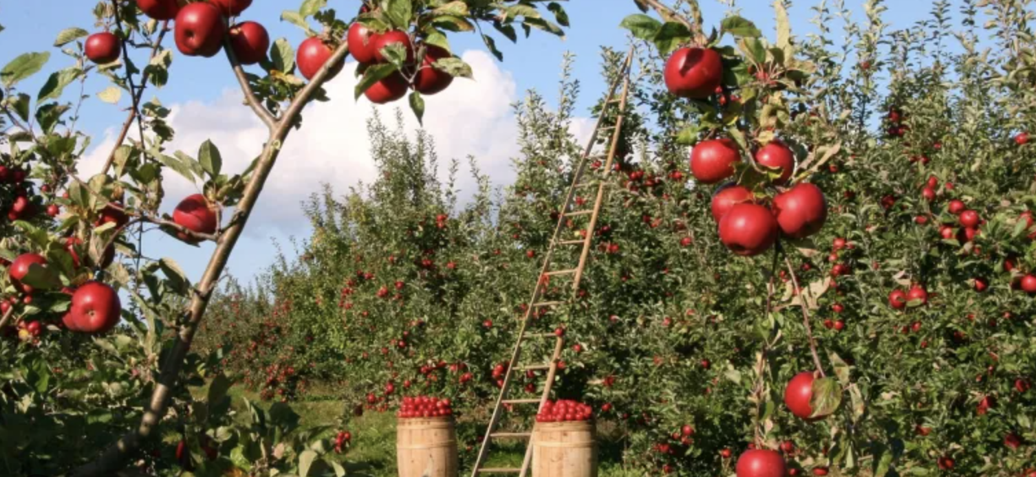 Apples at a local apple picking orchard, Bowman Orchards. Image courtesy of 518 Sites and Bites. 