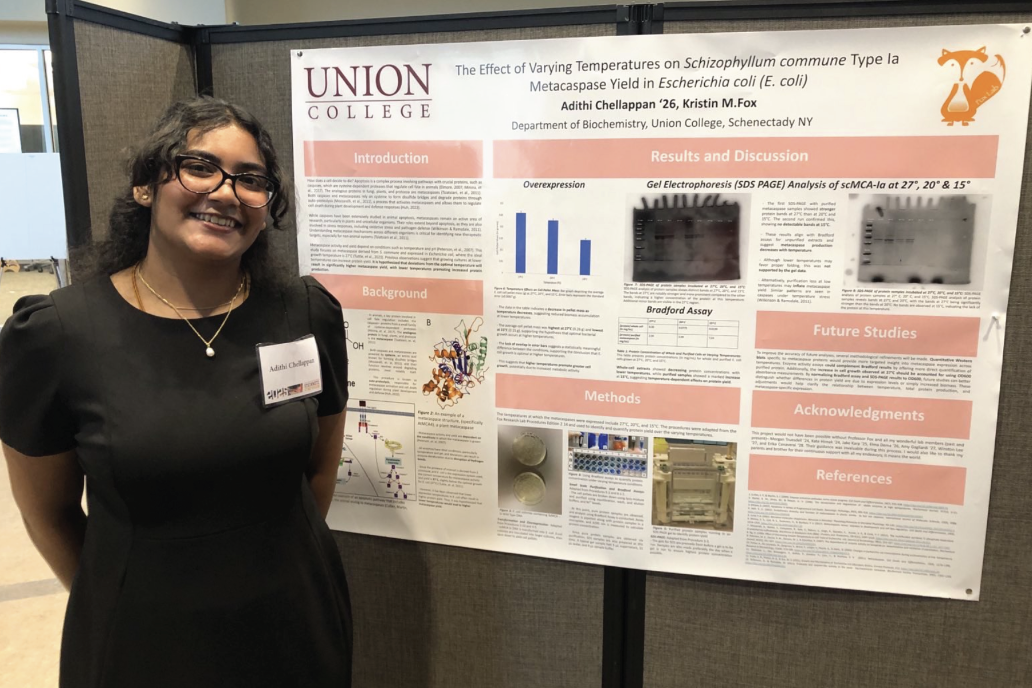 Editor in Chief Emeritus Adithi Chellappan ‘26 presents her findings in obtaining the highest yield of metacaspases, an important enzyme in plants, fungi, and bacteria, modeled here in E. coli. This work focuses on the ideal temperature conditions for optimal yield, expanding the effectiveness of possible medical and biochemical applications. 