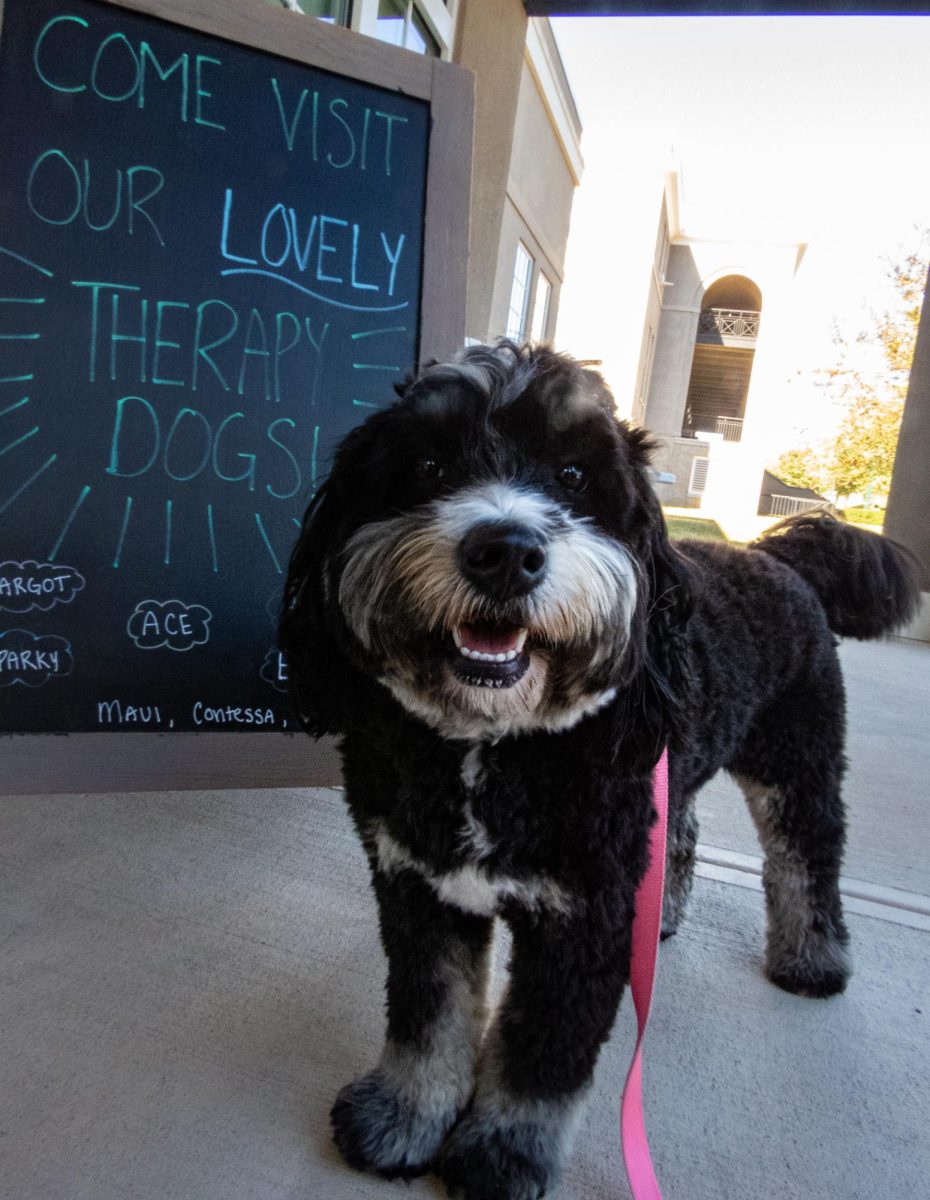 Therapy Dogs: Union’s Certified Furry Friends